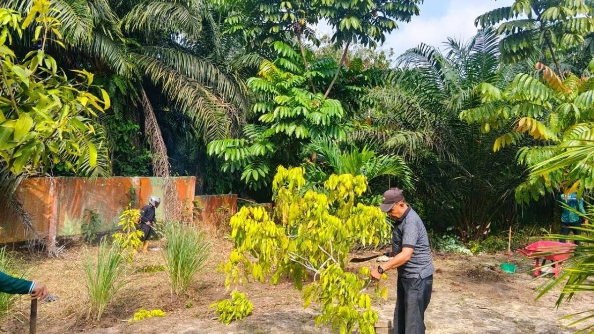 Rabu Produktif, KUA Pelalawan Tanam Cabai, Terong, dan Pepaya Madu